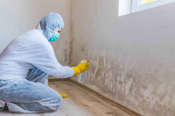 Licensed Mold Remediation service in Carver, MN - WQB Mold Removal